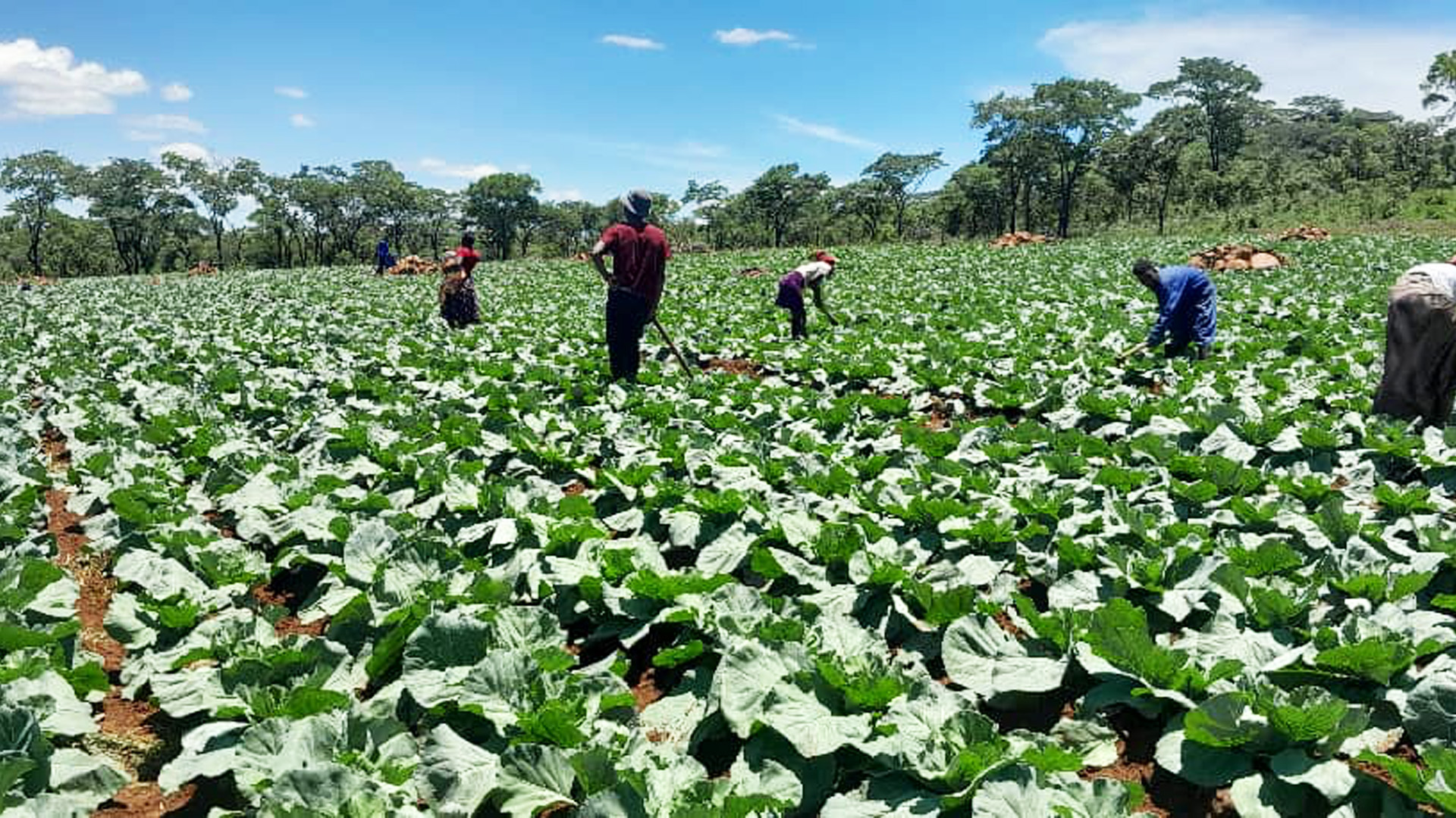 Food security and livelihoods programmes