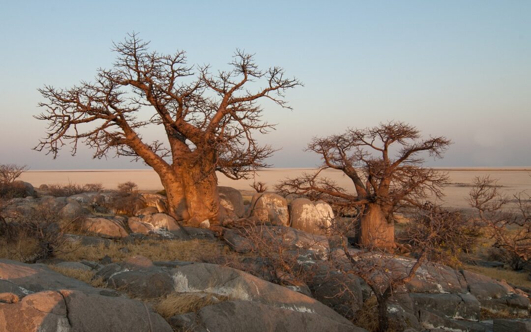 Africa’s Best-Kept Secret: Unlock the 10 Surprising Health Benefits of Baobab Fruit